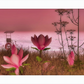 Shore In Bloom