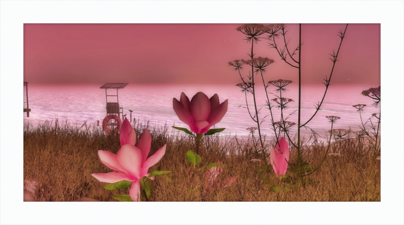 Shore In Bloom