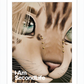 I Am Second Life - Kito Furry