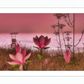 Shore In Bloom