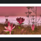 Shore In Bloom
