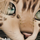 I Am Second Life - Kito Furry