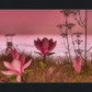 Shore In Bloom