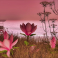 Shore In Bloom