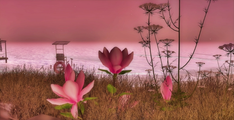 Shore In Bloom