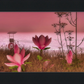 Shore In Bloom