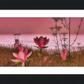 Shore In Bloom